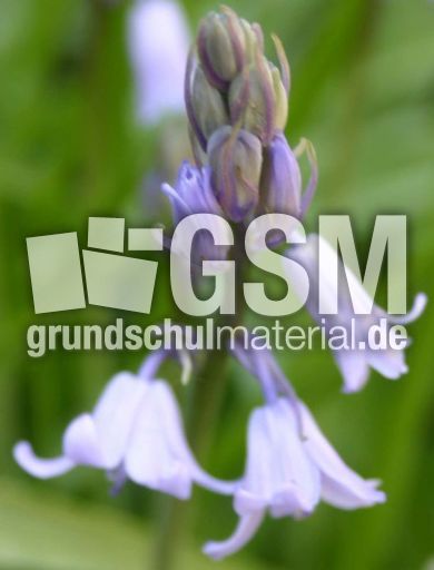 Glockenblume-5.jpg